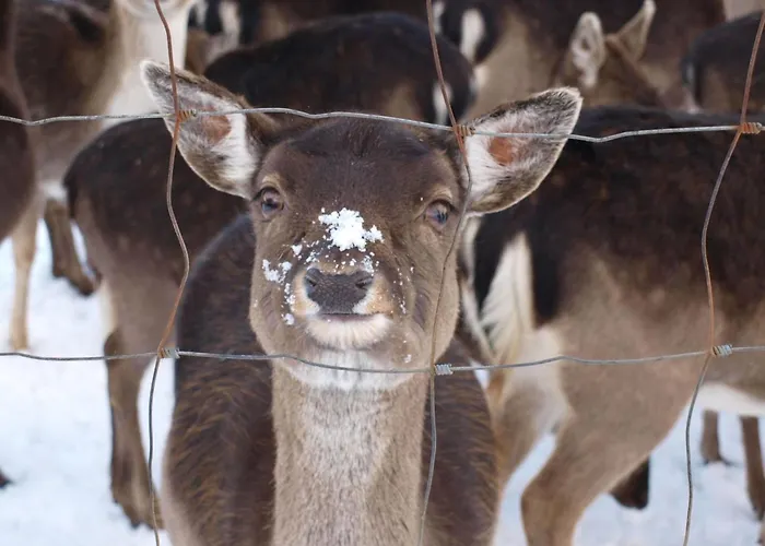 Apartmán Hoppenhof 2 By Interhome